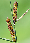 BB 09 0342 / Carex acutiformis / Rankstarr